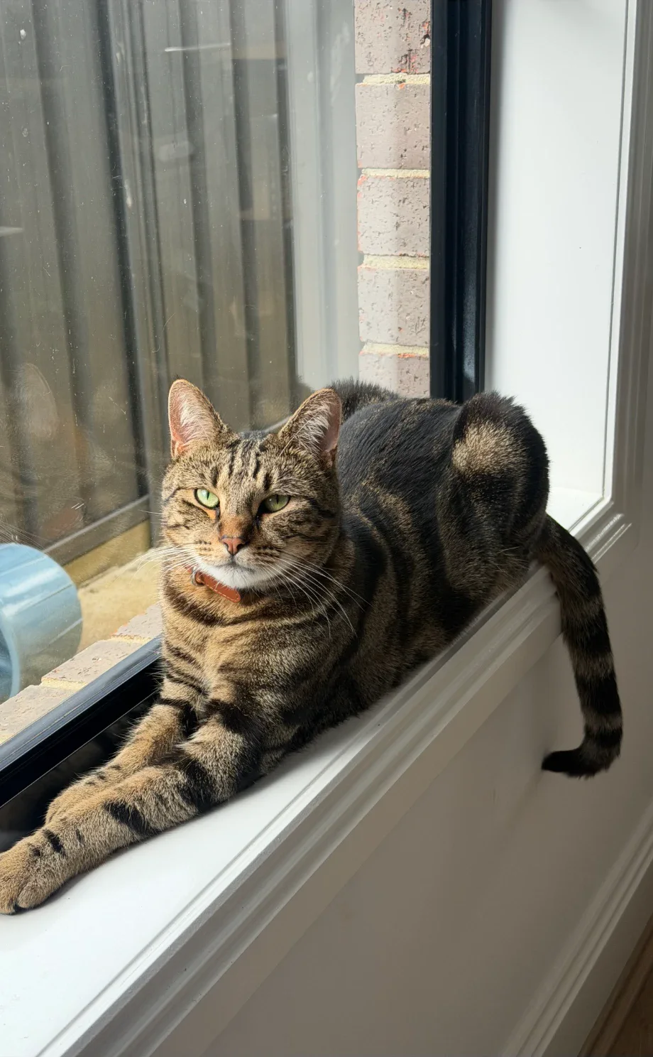Sunloaf on the windowsill, front paws out and tail hanging over the edge