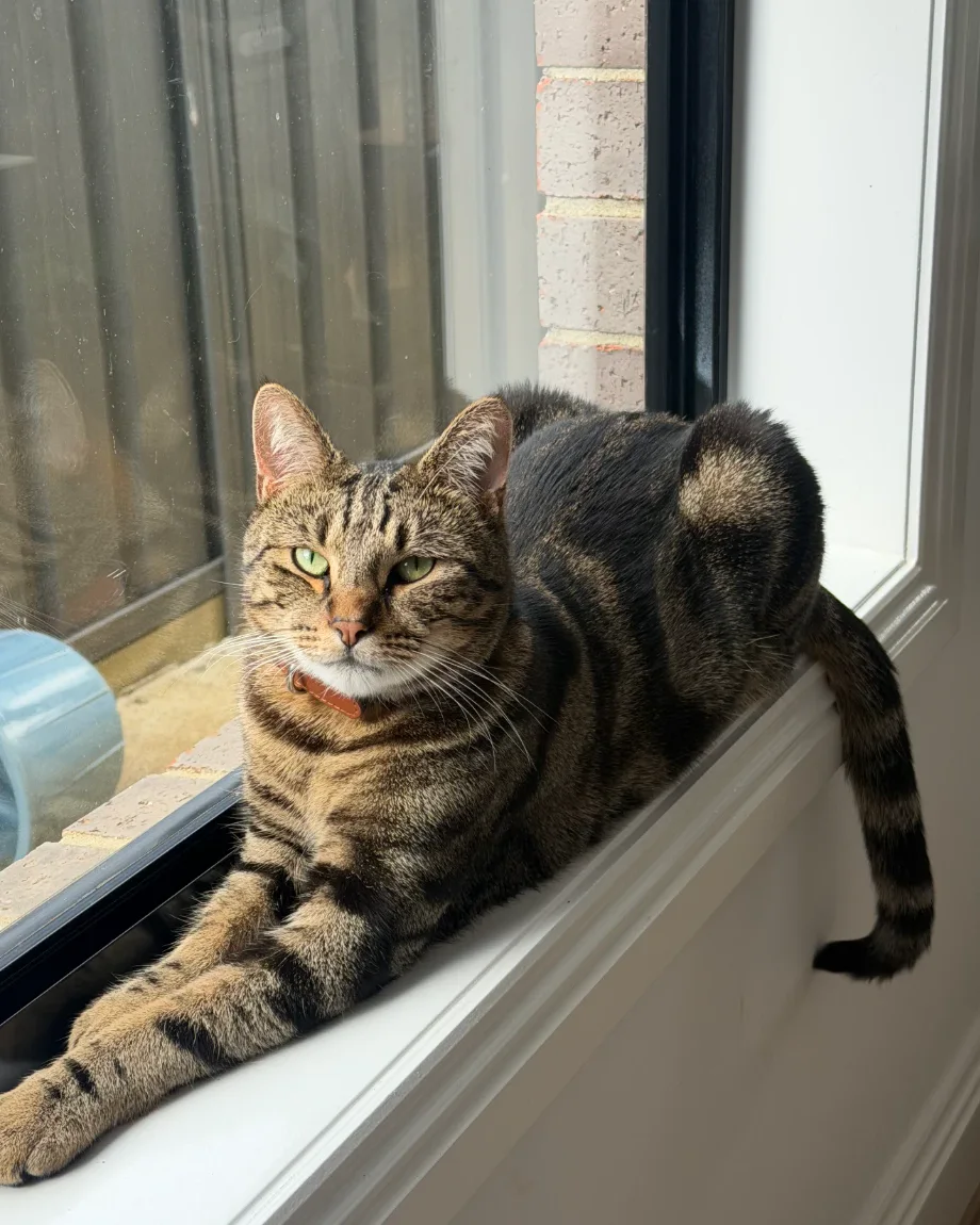 Sunloaf, a tabby with green eyes and a brown leather collar, lying on a white windowsill with her front paws stretched out